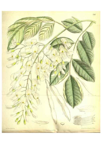 Reproducción/Reproduction 35584331390: Curtis's botanical magazine.. London ; New York [etc.] :Academic Press [etc.]