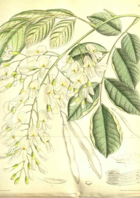 Reproducción/Reproduction 35584331390: Curtis's botanical magazine.. London ; New York [etc.] :Academic Press [etc.]