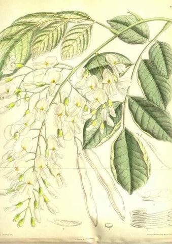 Reproducción/Reproduction 35584331390: Curtis's botanical magazine.. London ; New York [etc.] :Academic Press [etc.]
