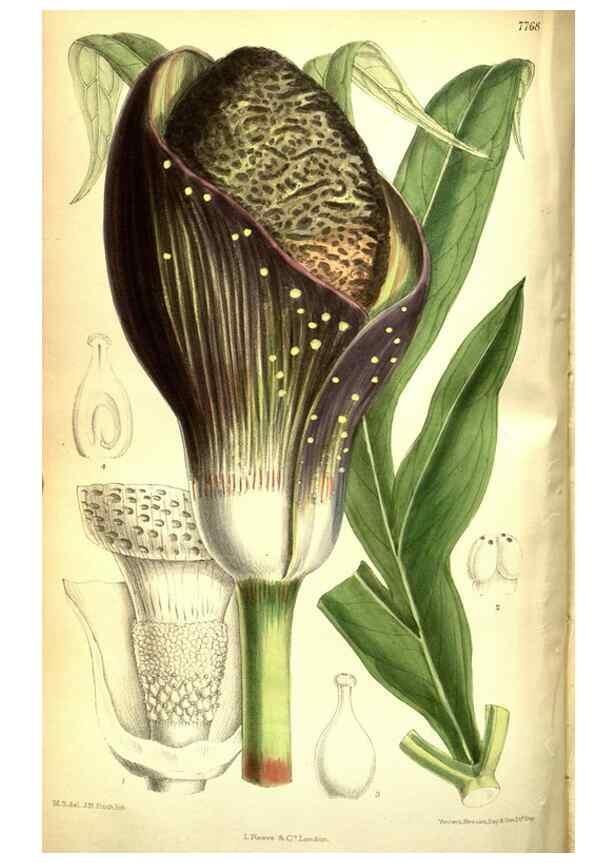 Reproducción/Reproduction 35584333360: Curtis's botanical magazine.. London ; New York [etc.] :Academic Press [etc.]