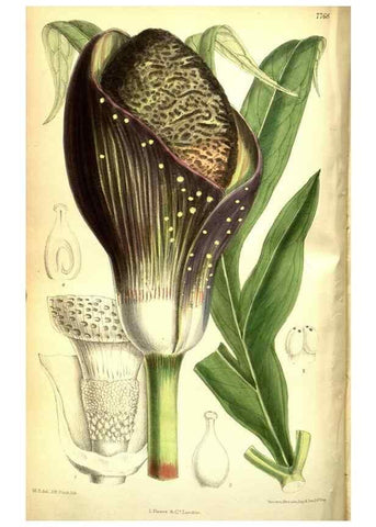Reproducción/Reproduction 35584333360: Curtis's botanical magazine.. London ; New York [etc.] :Academic Press [etc.]