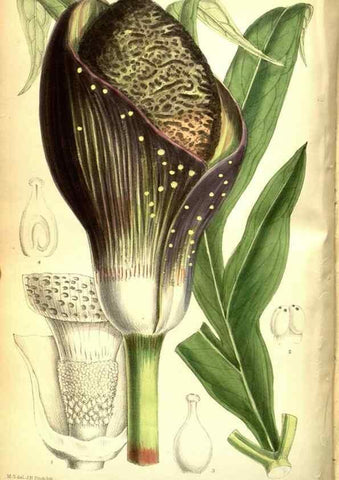 Reproducción/Reproduction 35584333360: Curtis's botanical magazine.. London ; New York [etc.] :Academic Press [etc.]