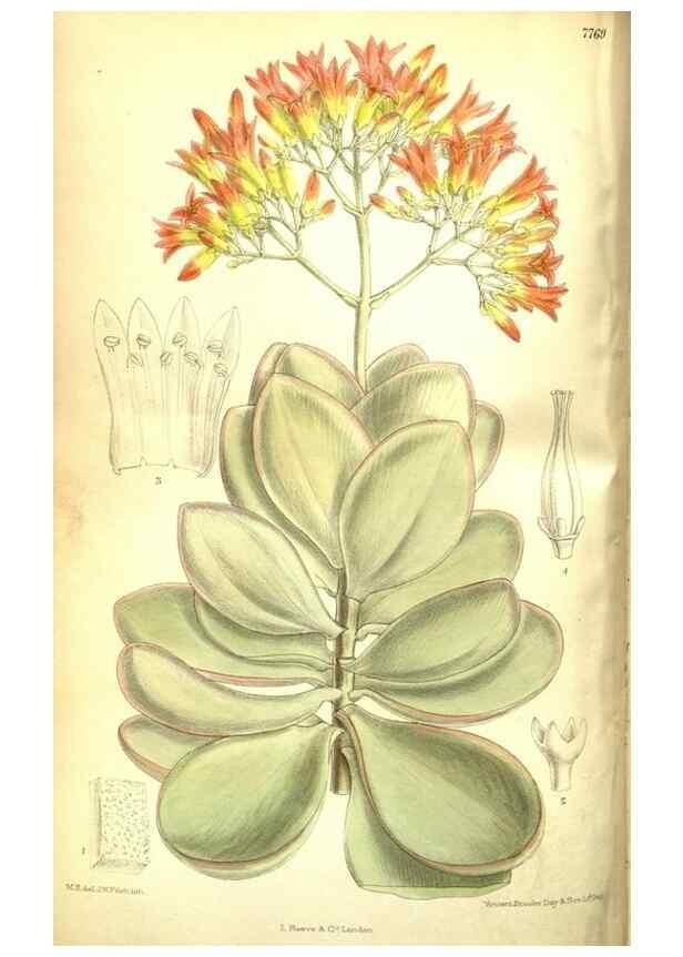 Reproducción/Reproduction 35802538592: Curtis's botanical magazine.. London ; New York [etc.] :Academic Press [etc.]
