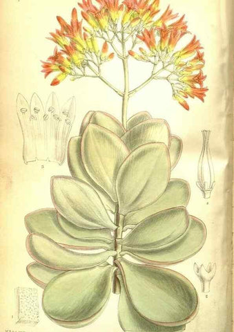 Reproducción/Reproduction 35802538592: Curtis's botanical magazine.. London ; New York [etc.] :Academic Press [etc.]