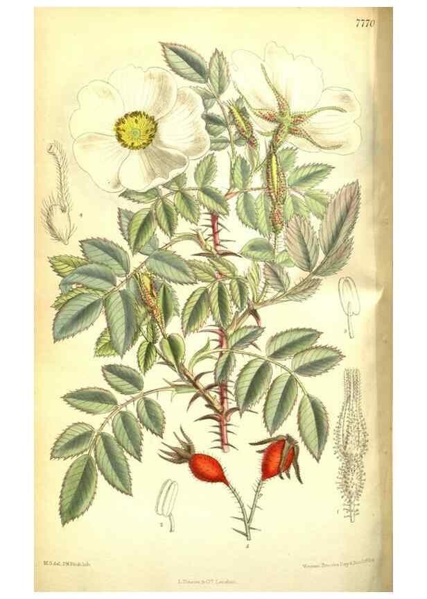 Reproducción/Reproduction 35802540662: Curtis's botanical magazine.. London ; New York [etc.] :Academic Press [etc.]