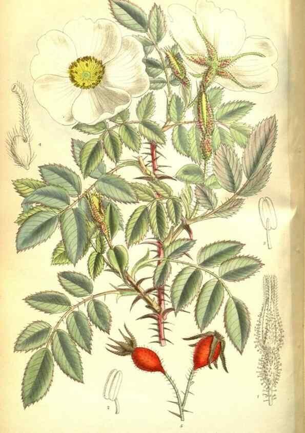 Reproducción/Reproduction 35802540662: Curtis's botanical magazine.. London ; New York [etc.] :Academic Press [etc.]