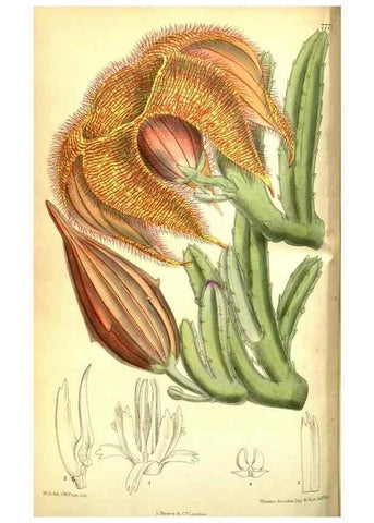 Reproducción/Reproduction 35802542652: Curtis's botanical magazine.. London ; New York [etc.] :Academic Press [etc.]