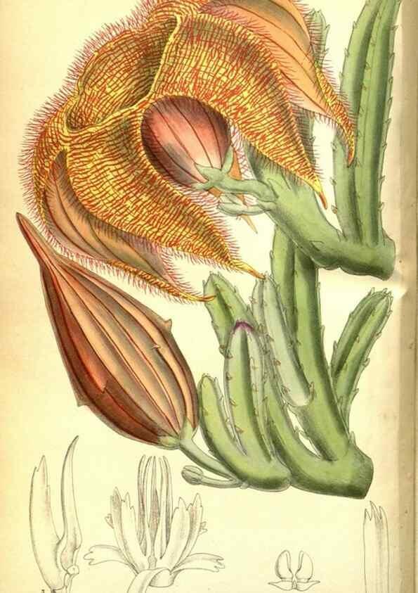 Reproducción/Reproduction 35802542652: Curtis's botanical magazine.. London ; New York [etc.] :Academic Press [etc.]