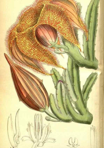 Reproducción/Reproduction 35802542652: Curtis's botanical magazine.. London ; New York [etc.] :Academic Press [etc.]