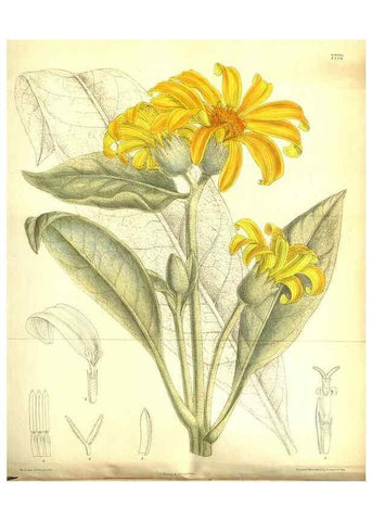 Reproducción/Reproduction 35802543702: Curtis's botanical magazine.. London ; New York [etc.] :Academic Press [etc.]
