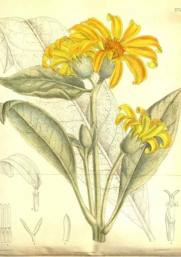 Reproducción/Reproduction 35802543702: Curtis's botanical magazine.. London ; New York [etc.] :Academic Press [etc.]