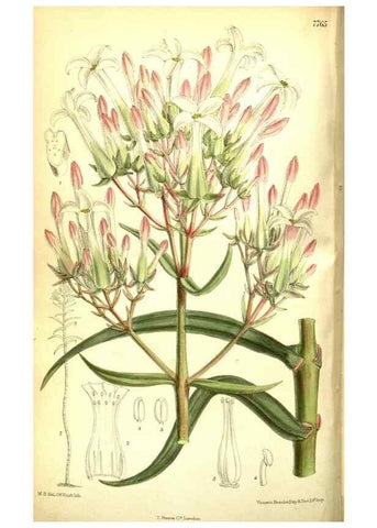 Reproducción/Reproduction 35584327940: Curtis's botanical magazine.. London ; New York [etc.] :Academic Press [etc.]
