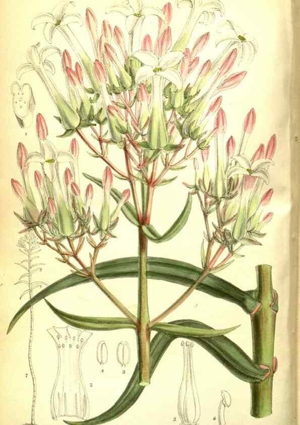 Reproducción/Reproduction 35584327940: Curtis's botanical magazine.. London ; New York [etc.] :Academic Press [etc.]