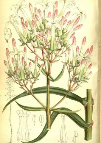 Reproducción/Reproduction 35584327940: Curtis's botanical magazine.. London ; New York [etc.] :Academic Press [etc.]