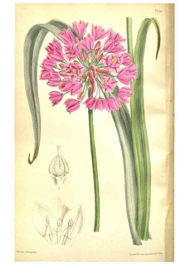 Reproducción/Reproduction 35133373684: Curtis's botanical magazine.. London ; New York [etc.] :Academic Press [etc.]