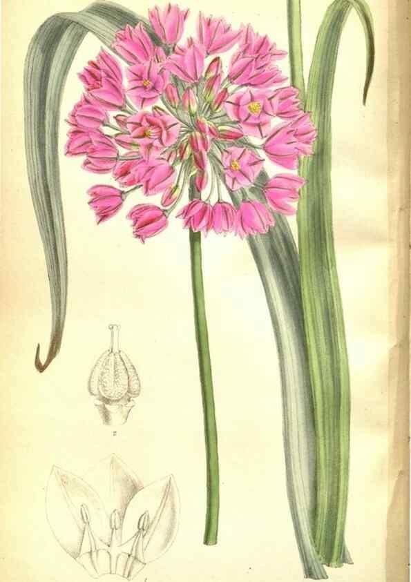 Reproducción/Reproduction 35133373684: Curtis's botanical magazine.. London ; New York [etc.] :Academic Press [etc.]