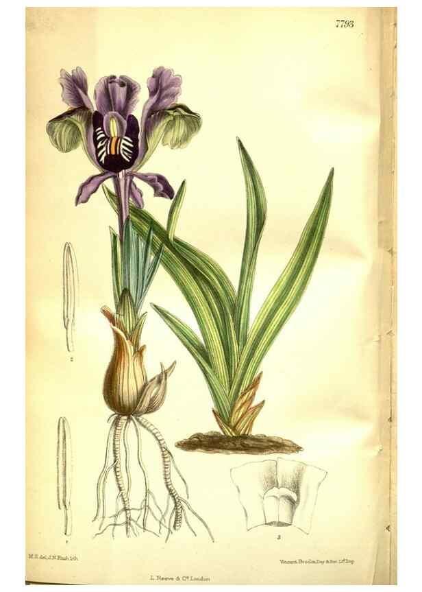 Reproducción/Reproduction 35931926406: Curtis's botanical magazine.. London ; New York [etc.] :Academic Press [etc.]