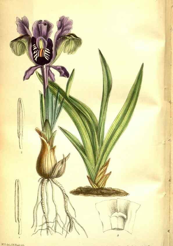 Reproducción/Reproduction 35931926406: Curtis's botanical magazine.. London ; New York [etc.] :Academic Press [etc.]