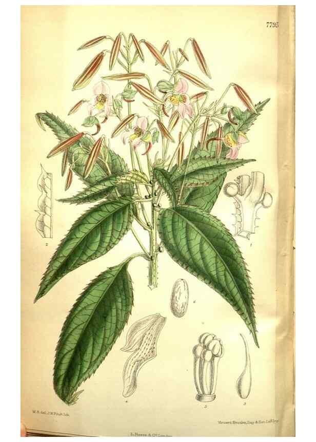 Reproducción/Reproduction 35931930766: Curtis's botanical magazine.. London ; New York [etc.] :Academic Press [etc.]