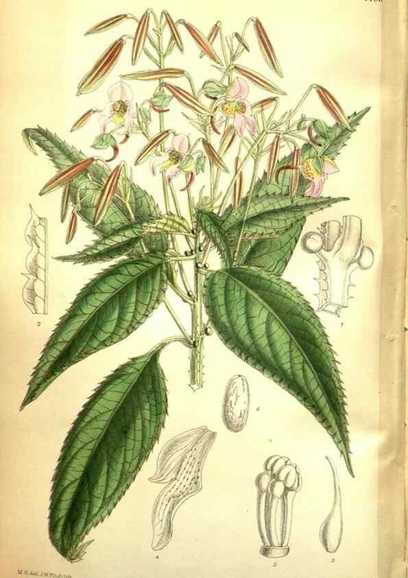 Reproducción/Reproduction 35931930766: Curtis's botanical magazine.. London ; New York [etc.] :Academic Press [etc.]