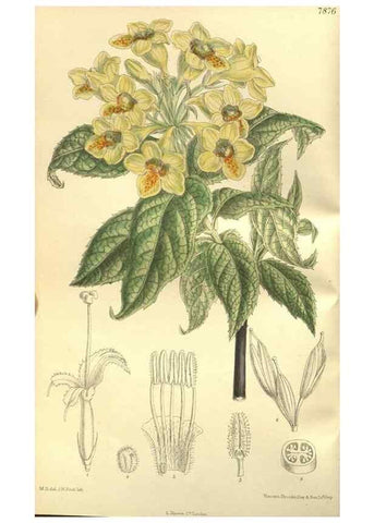Reproducción/Reproduction 35932363786: Curtis's botanical magazine.. London ; New York [etc.] :Academic Press [etc.]