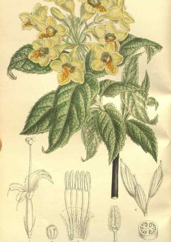 Reproducción/Reproduction 35932363786: Curtis's botanical magazine.. London ; New York [etc.] :Academic Press [etc.]