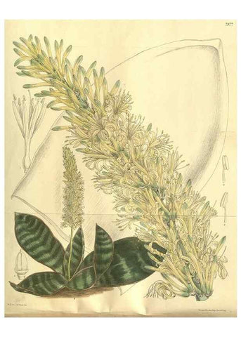 Reproducción/Reproduction 35932366306: Curtis's botanical magazine.. London ; New York [etc.] :Academic Press [etc.]