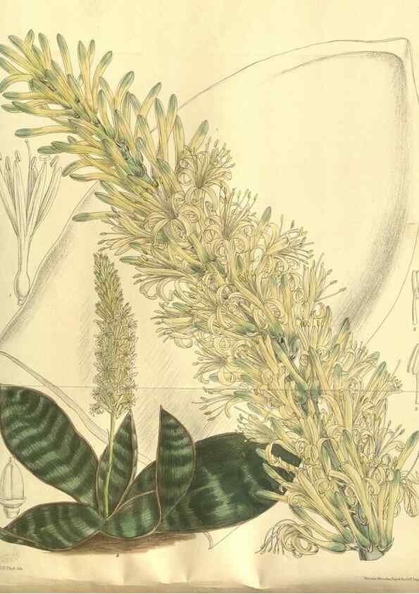 Reproducción/Reproduction 35932366306: Curtis's botanical magazine.. London ; New York [etc.] :Academic Press [etc.]