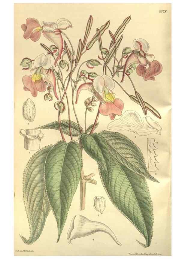 Reproducción/Reproduction 35932368286: Curtis's botanical magazine.. London ; New York [etc.] :Academic Press [etc.]