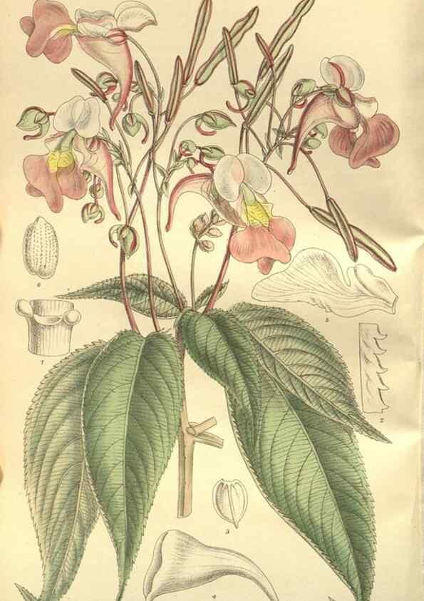 Reproducción/Reproduction 35932368286: Curtis's botanical magazine.. London ; New York [etc.] :Academic Press [etc.]