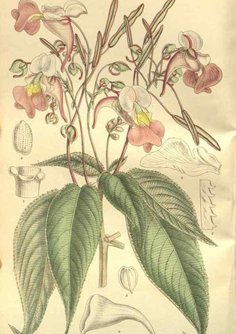 Reproducción/Reproduction 35932368286: Curtis's botanical magazine.. London ; New York [etc.] :Academic Press [etc.]