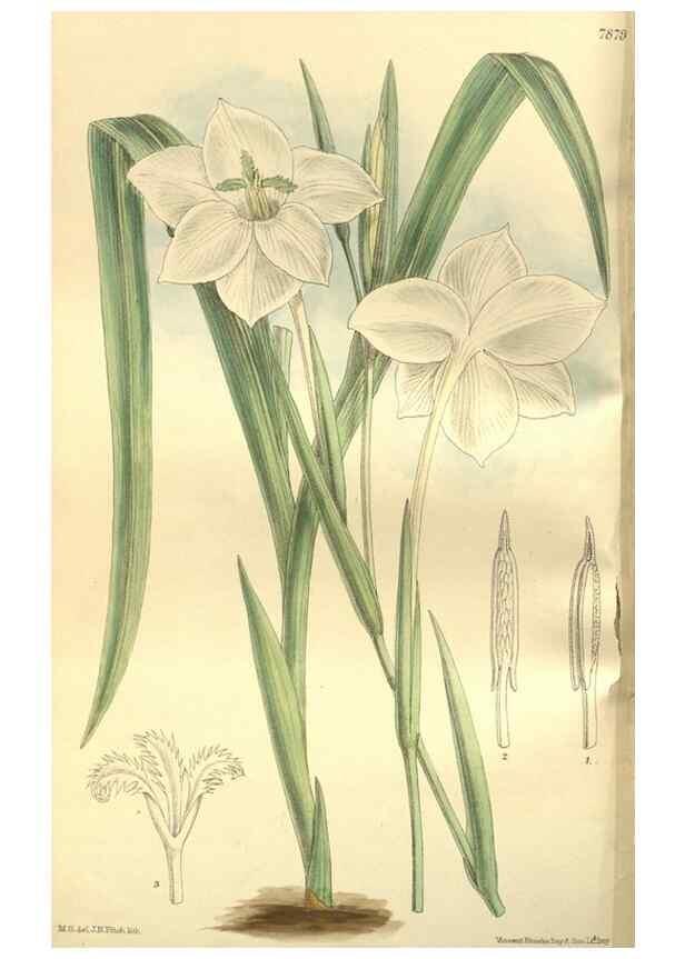 Reproducción/Reproduction 35802944252: Curtis's botanical magazine.. London ; New York [etc.] :Academic Press [etc.]