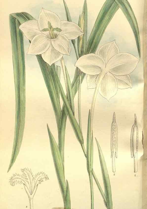 Reproducción/Reproduction 35802944252: Curtis's botanical magazine.. London ; New York [etc.] :Academic Press [etc.]
