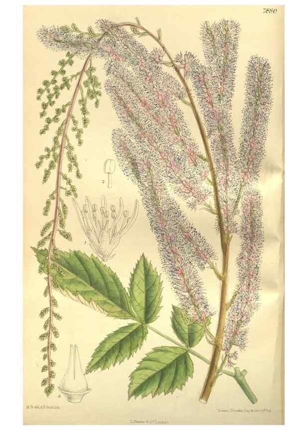 Reproducción/Reproduction 35802947252: Curtis's botanical magazine.. London ; New York [etc.] :Academic Press [etc.]
