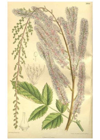 Reproducción/Reproduction 35802947252: Curtis's botanical magazine.. London ; New York [etc.] :Academic Press [etc.]