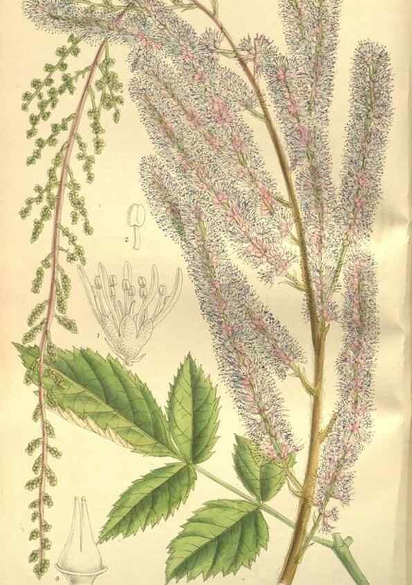 Reproducción/Reproduction 35802947252: Curtis's botanical magazine.. London ; New York [etc.] :Academic Press [etc.]