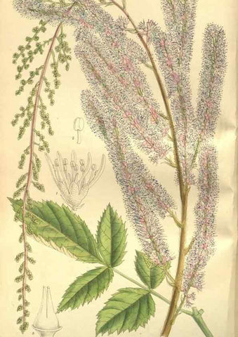 Reproducción/Reproduction 35802947252: Curtis's botanical magazine.. London ; New York [etc.] :Academic Press [etc.]
