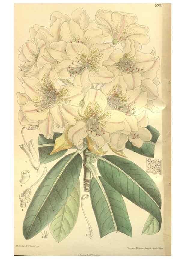 Reproducción/Reproduction 35802950392: Curtis's botanical magazine.. London ; New York [etc.] :Academic Press [etc.]