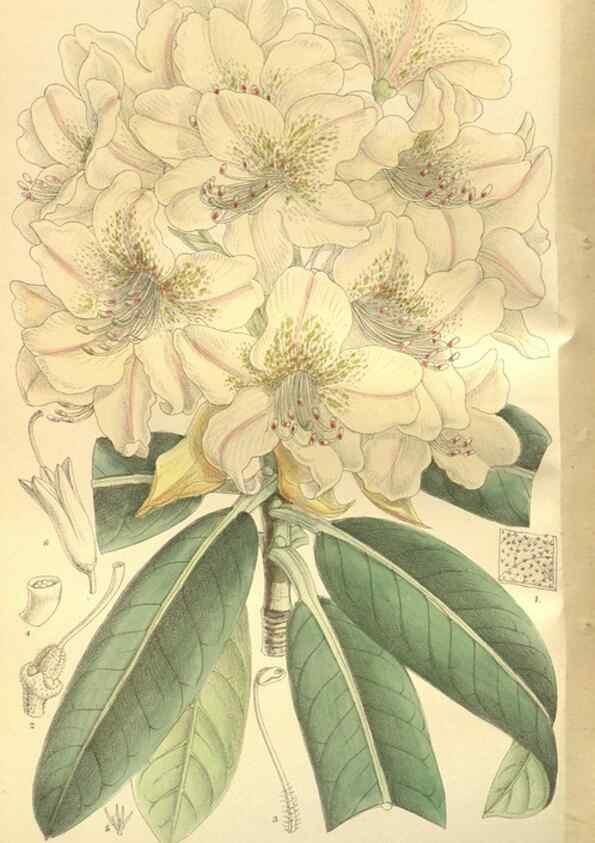 Reproducción/Reproduction 35802950392: Curtis's botanical magazine.. London ; New York [etc.] :Academic Press [etc.]