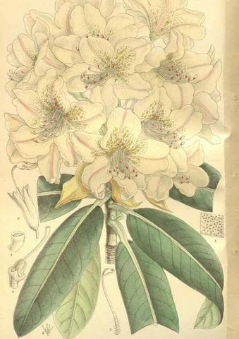 Reproducción/Reproduction 35802950392: Curtis's botanical magazine.. London ; New York [etc.] :Academic Press [etc.]