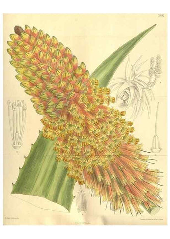 Reproducción/Reproduction 35133817334: Curtis's botanical magazine.. London ; New York [etc.] :Academic Press [etc.]