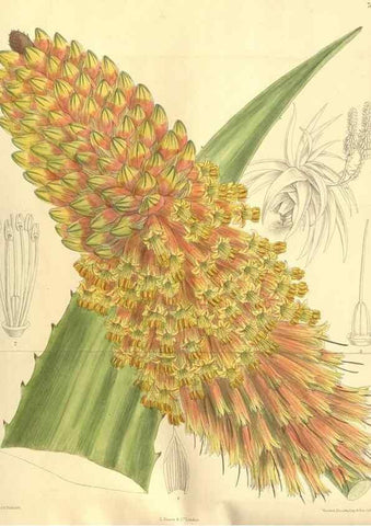 Reproducción/Reproduction 35133817334: Curtis's botanical magazine.. London ; New York [etc.] :Academic Press [etc.]