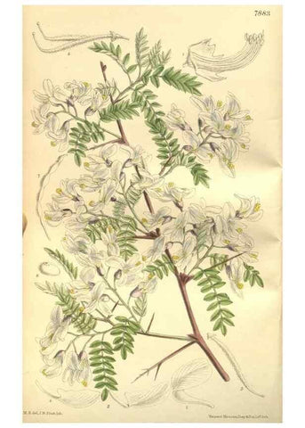 Reproducción/Reproduction 35133820344: Curtis's botanical magazine.. London ; New York [etc.] :Academic Press [etc.]