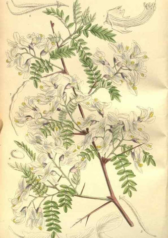 Reproducción/Reproduction 35133820344: Curtis's botanical magazine.. London ; New York [etc.] :Academic Press [etc.]