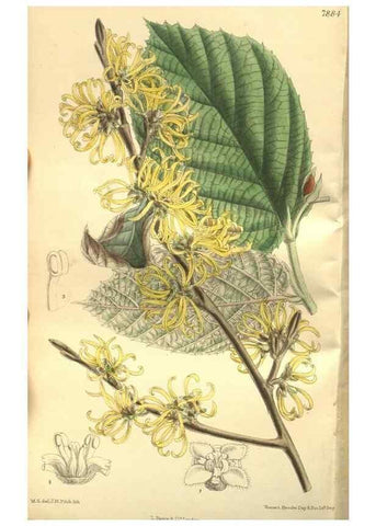 Reproducción/Reproduction 35133822454: Curtis's botanical magazine.. London ; New York [etc.] :Academic Press [etc.]