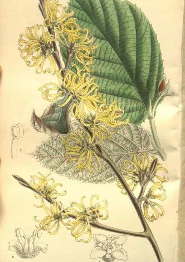 Reproducción/Reproduction 35133822454: Curtis's botanical magazine.. London ; New York [etc.] :Academic Press [etc.]