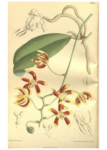 Reproducción/Reproduction 35841100671: Curtis's botanical magazine.. London ; New York [etc.] :Academic Press [etc.]