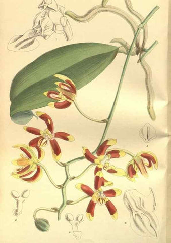 Reproducción/Reproduction 35841100671: Curtis's botanical magazine.. London ; New York [etc.] :Academic Press [etc.]