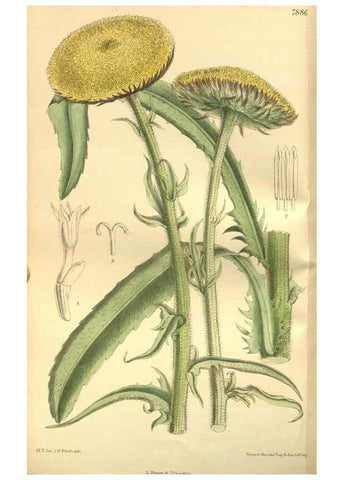 Reproducción/Reproduction 35841104161: Curtis's botanical magazine.. London ; New York [etc.] :Academic Press [etc.]