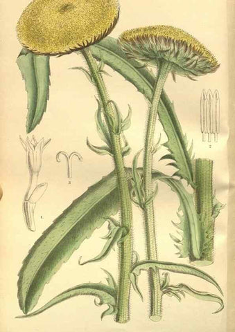 Reproducción/Reproduction 35841104161: Curtis's botanical magazine.. London ; New York [etc.] :Academic Press [etc.]